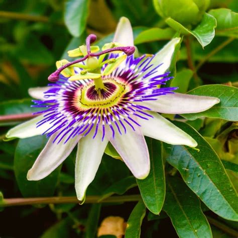 Passiflora