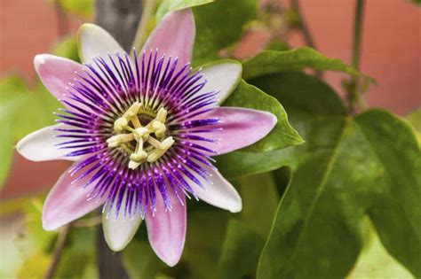 Passiflora: Uma Planta Medicinal Versátil com Amplos Benefícios