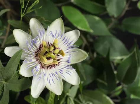 Passion Fruit Fertilizer: The Ultimate Guide to Growing Luscious Fruits