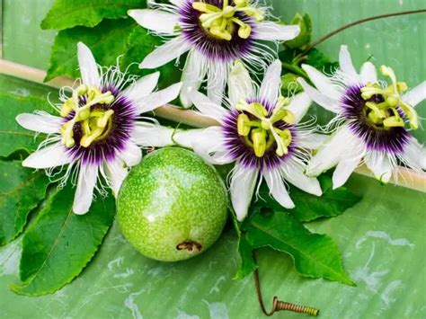 Passion Fruit Fertilizer: The Ultimate Guide to Nourishing Your Plants for Abundant Yields