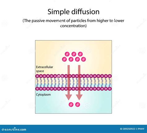 Passive Diffusion: