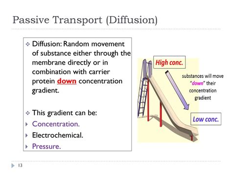 Passive Transport: A Journey Down the Concentration Gradient