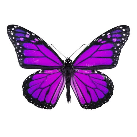 Pastel Butterflies Purple Black SEPARATELY Doc