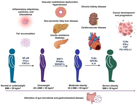 Path Biological Weights: Insights into Human Weight-Related Conditions