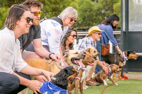 Path to Nowhere: Exploring Adelaide's Hidden Canine Training Grounds