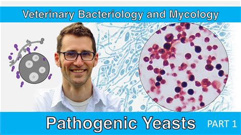 Pathogenic Yeasts 1st Edition Doc