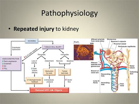 Pathology of the Kidney Volume III Kindle Editon