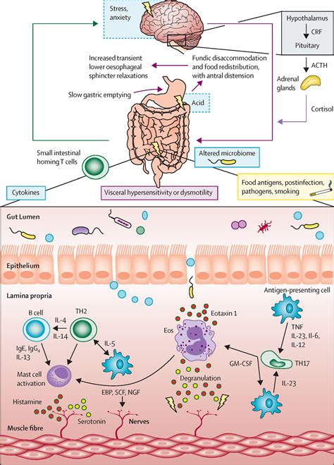 Pathophysiology of the Gastrointestinal Diseases Epub