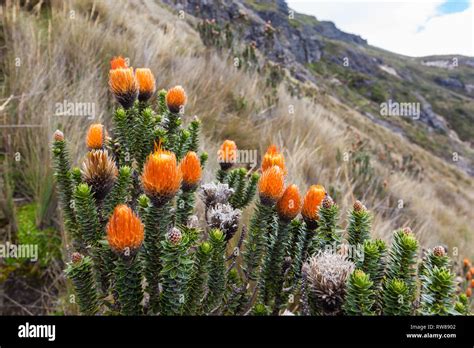 Paudavilala: A Comprehensive Guide to the Elusive Flower of the Andes