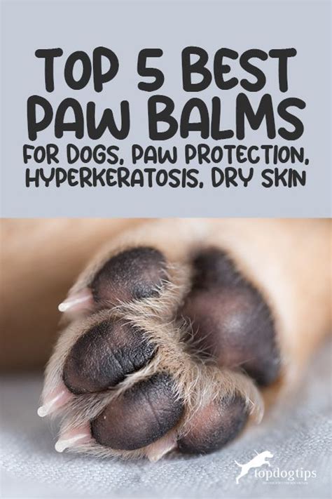 Paw Care and Maintenance vs. Skin Disease Prevention in Dogs: An In-depth Comparison for 2025