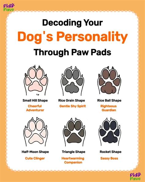 Paw Definition and Explanation: The Ultimate 2025 Guide