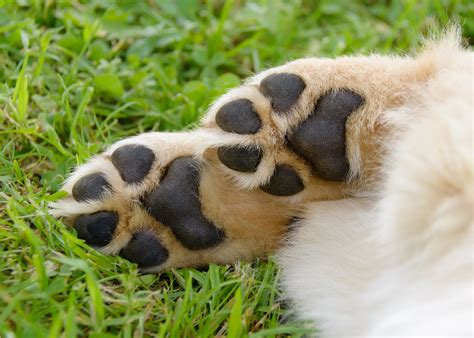 Paw Pad Care and Protection: Ultimate Guide 2025