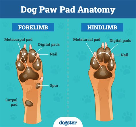 Paw anatomy and structure 2025: The complete guide