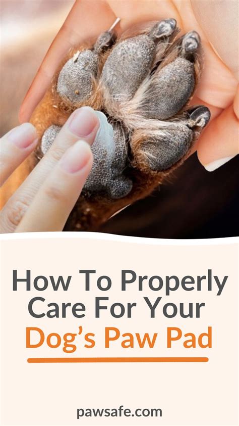 Paw pad care and protection