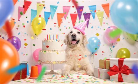 Paw-some Party Decor: Unleash Your Dog's Inner Rockstar for a Tail-Wagging Celebration