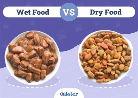 Pawfect House: Pet Nutrition and Diet in 2025 - Wet VS Dry