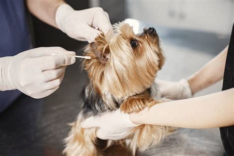 Pawfect House Pet Ear Health: A Guide to VS for 2025