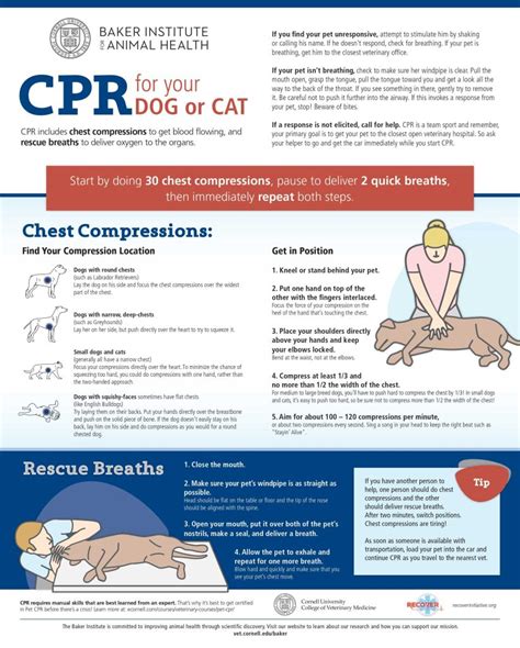 Pawfect House pet CPR and rescue training