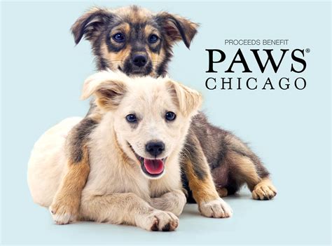 Paws Chicago: 10,000+ Furry Friends Finding Forever Homes in Chicago