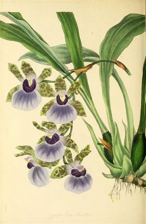 Paxton's Magazine of Botany PDF