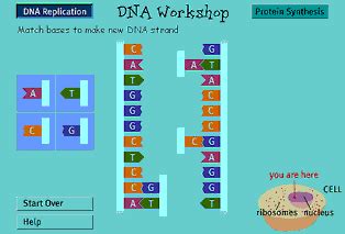 Pbs Dna Workshop Activity Answer Key Kindle Editon