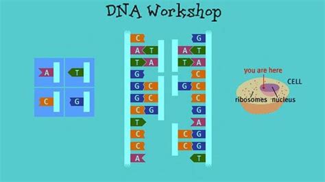 Pbs Dna Workshop Answer Key Reader