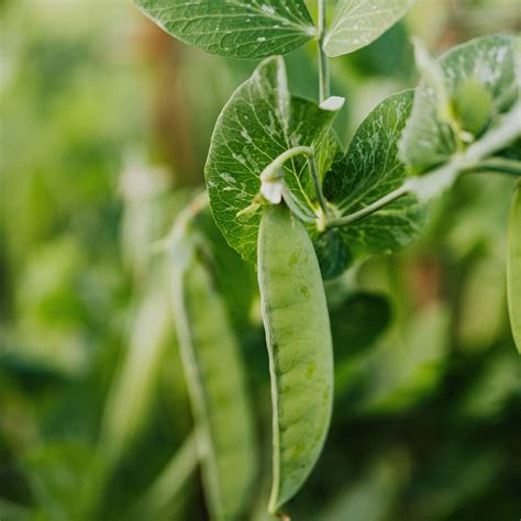 Pea CAPs: A Comprehensive Guide to Cultivating Exceptional Peas