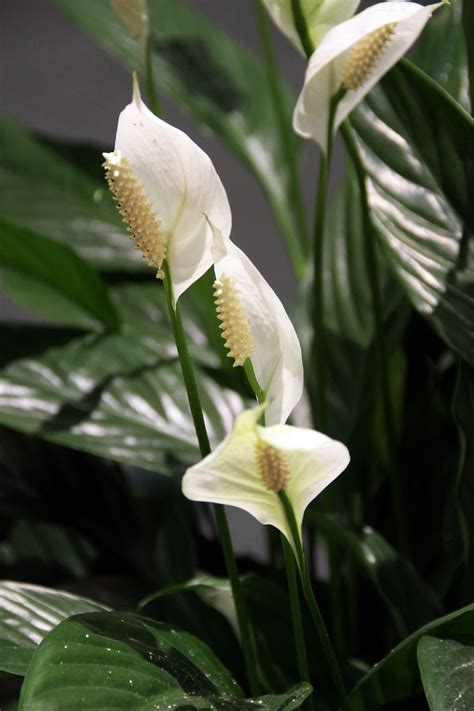 Peace lilies