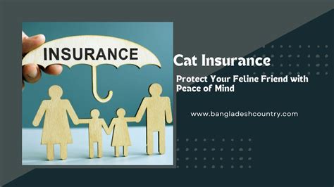 Peace of Mind for Your Feline Friend