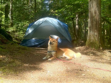 Peaceful Companionship: A Shiba's Serenity in the Pacific Northwest's Embrace