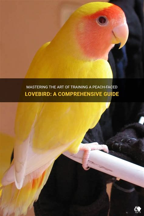 Peach-cheeked Lovebirds: A Comprehensive Guide to Caring and Keeping