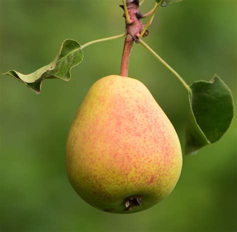 Pear: