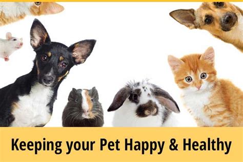 Pearland Pet Health Center: 5 Tips for Keeping Your Furry Friend Healthy