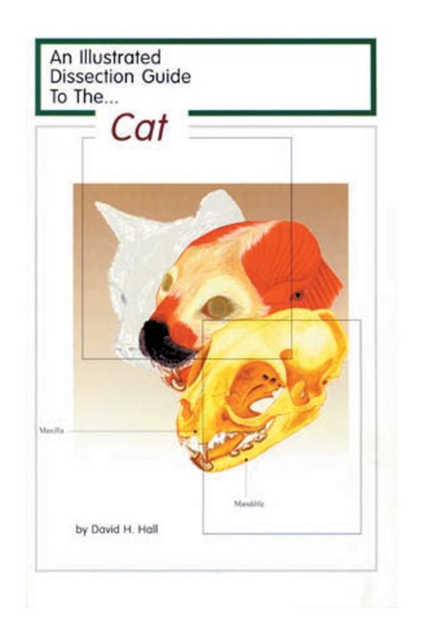 Pearson Human Anatomy Cat Dissection Answer Key PDF