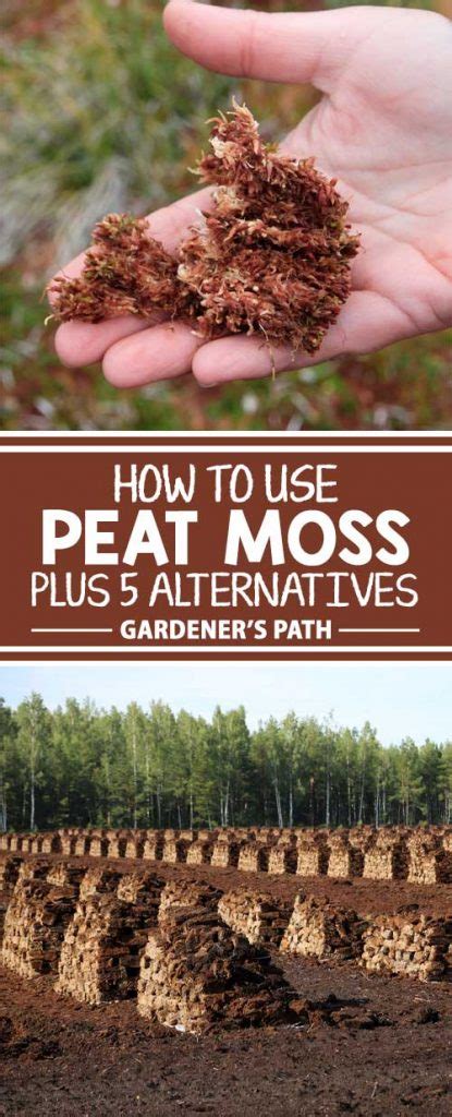 Peat Moss and Fertilizer: A Gardener's Guide