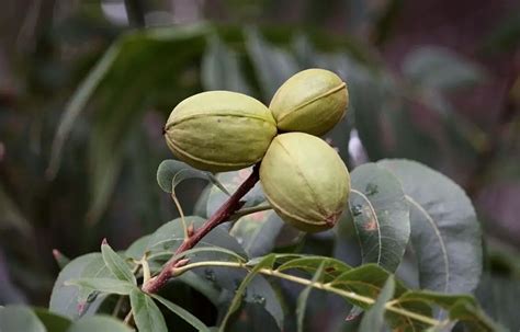 Pecan Tree Fertilizer Spikes: Essential Nutrients for Your Pecan Trees