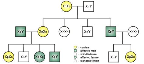 Pedigree Chart Of Colour Blindness