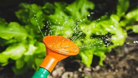 Pee for Fertilizer: A Fertile Idea for Sustainable Gardening (6,476 Words)