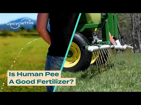 Pee for Fertilizer: A Sustainable Solution with 1000+ Benefits!