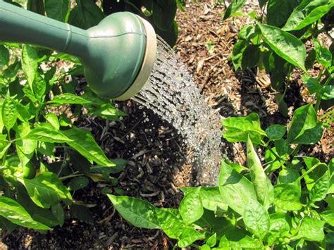 Pee for Fertilizer: The 1-2-3 Guide to Gardening with Your Pee