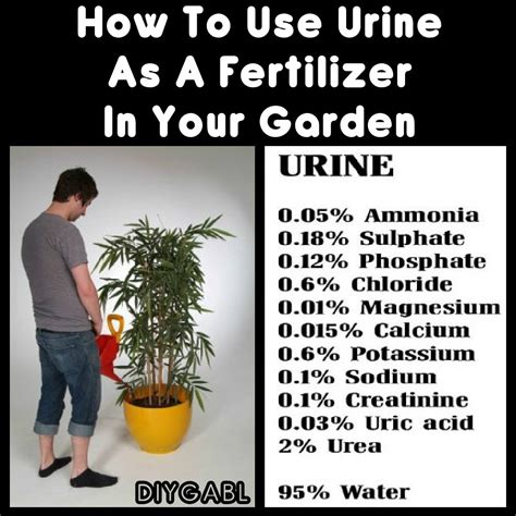 Pee for Fertilizer: The Ultimate 4-1-1 Guide to Using Your Urine as Plant Food