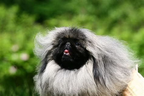 Pekingese Color Chart