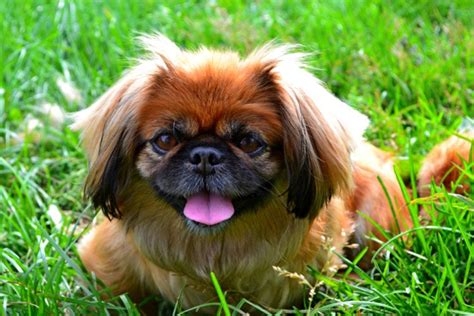 Pekingese Price: A Comprehensive Guide to Costs