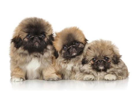 Pekingese Price: Factors to Consider and Where to Find Your Dream Pup