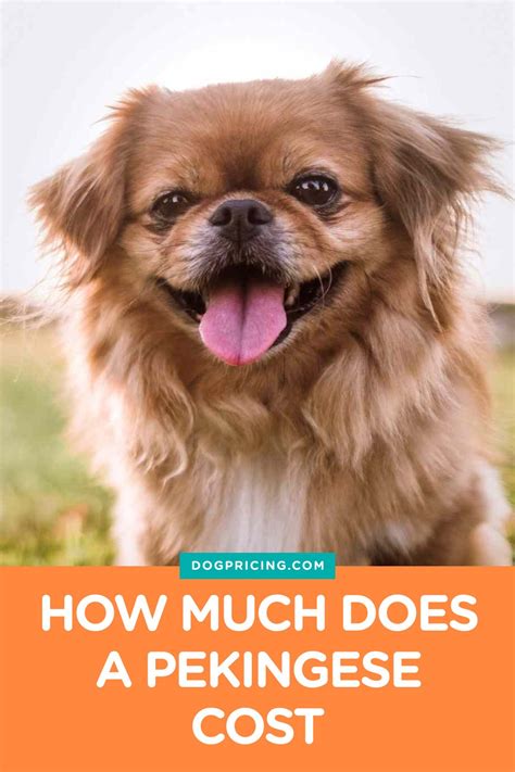 Pekingese Price: The Initial Investment