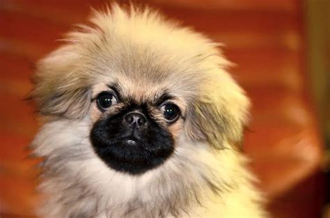 Pekingese price