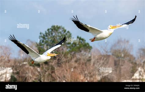 Pelicans Soar Above the Heat, Unleashing Unmatched Resilience in the Face of Extreme Temperatures