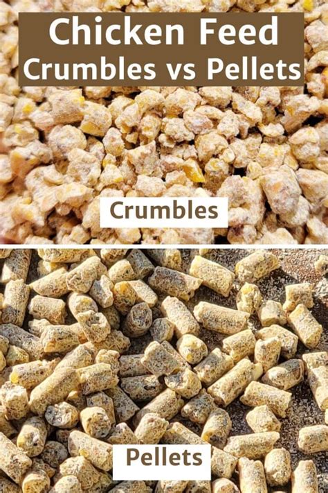 Pellet Feed for Chickens: A Comprehensive Guide to Nutrition and Productivity