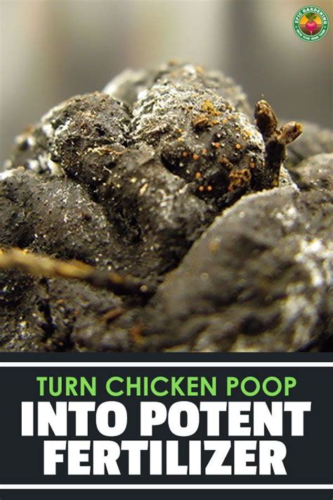 Pelletizer for Chicken Manure: The Ultimate Guide to Turn Waste into Value