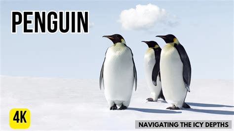 Penguin Cosplay: Dive into the Icy Depths of Adventure!